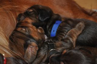 jamniki szczeni�ta